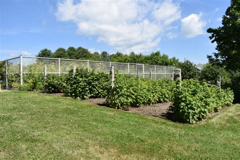 Pruning the Raspberry Bushes - The Martha Stewart Blog