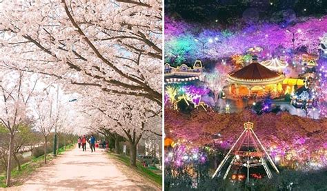 Daegu E-world Cherry Blossom Tour - from Busan 2020 (Mar 31~Apr 11) - Trazy, Korea's #1 Travel Shop