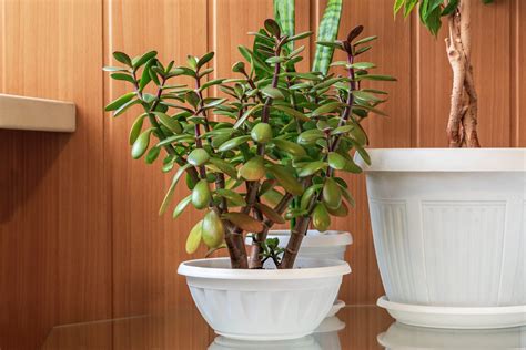 Jade Plant Care: Sun, Soil, Water and Pests — Plus Types of Jade Plants ...