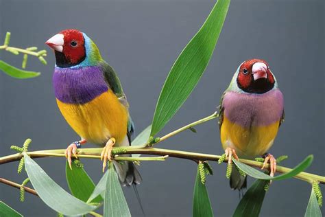 Gouldian Finch Lifespan, Food & Health Care Guide - CuteParrot