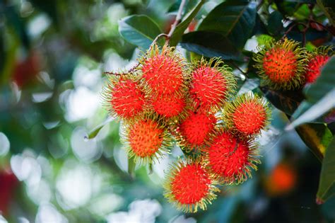 The red rambutan is on the rambutan tree. Appetizing Thai fruit • Jugo.com