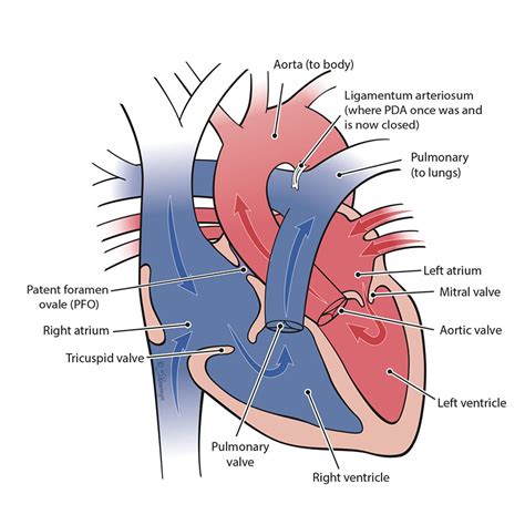 Anatomy Of Heart