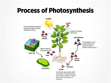 Photosynthesis in plants: What is photosynthesis and its significance