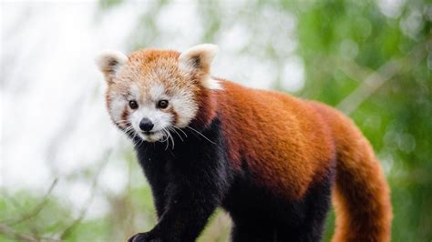 Endangered red panda found after going missing from Belfast Zoo | UK News | Sky News