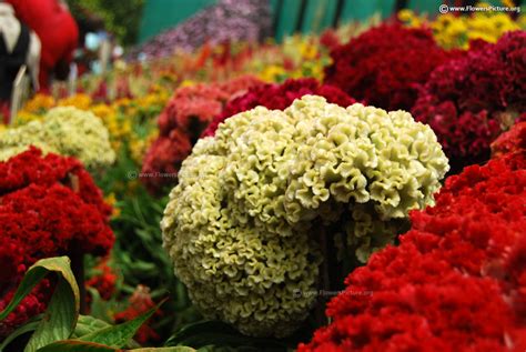 Cockscomb flower varieties