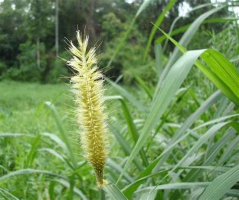 Rumput gajah – Segalanya Tentang Tumbuhan…