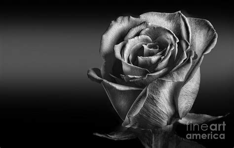 Free Rose Black And White Photography, Download Free Rose Black And ...