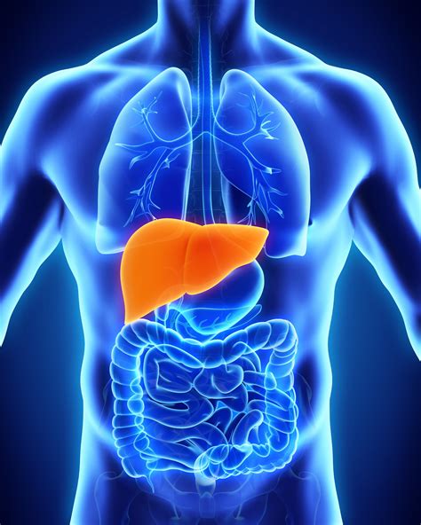 Liver Diseases | MedlinePlus