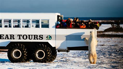 Polar bear tours | Good Nature Travel Blog