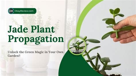 How to Do Jade Plant Propagation? 2 Easy Ways [Detail Guide]