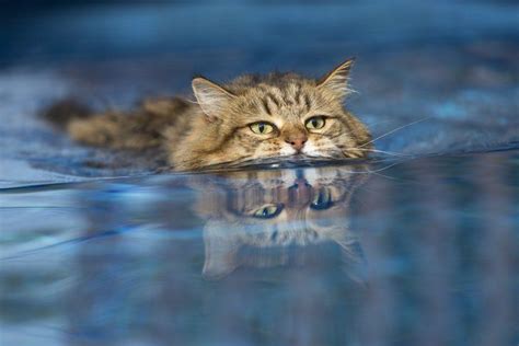 Water Cats: Some Cats Love to Swim and Play in Water - Web Only Article Swimming Cats, Swimming ...