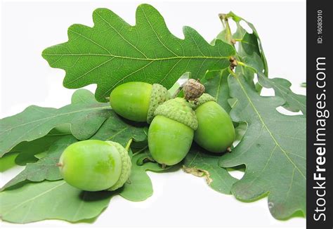 Oak Tree Leaves And Nuts - Free Stock Images & Photos - 16083010 | StockFreeImages.com