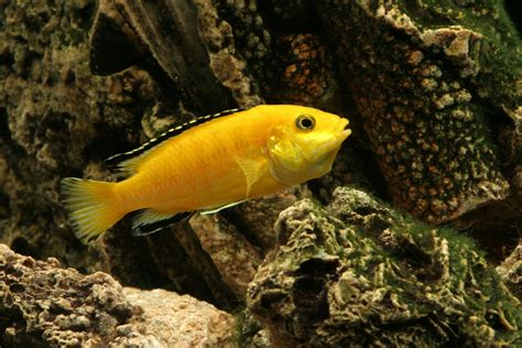 cichlid, Tropical, Fish Wallpapers HD / Desktop and Mobile Backgrounds