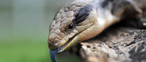 Skink Lizard - A-Z Animals