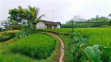 Suasana Pagi di Kampung Yang Tenang, Aktivitas Dekat Rumah Tengah Sawah di Pedesaan Sunda Jawa ...