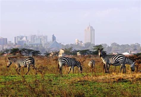 Nairobi National Park Day Tour | Short Trip - Lenchada Safaris