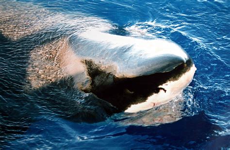 File:Great white shark close up.JPG - Wikimedia Commons