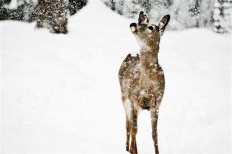 High Heels and Diet Dr. Pepper: Baby Deer In The Snow