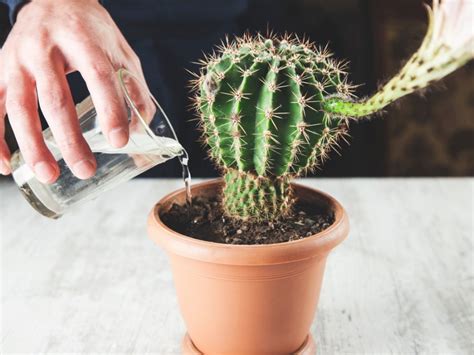 Cactus Plant Watering - How To Water A Cactus Inside And Outdoors