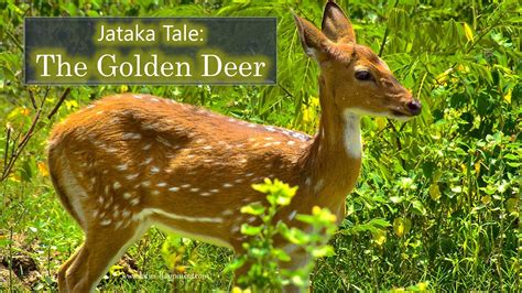 Jataka Tale: The Golden Deer - Lotus Happiness