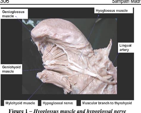 Dual innervations of mylohyoid muscle: a case report. | Semantic Scholar