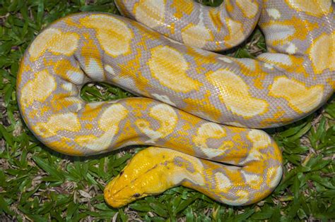 Burmese Python Snake Facts