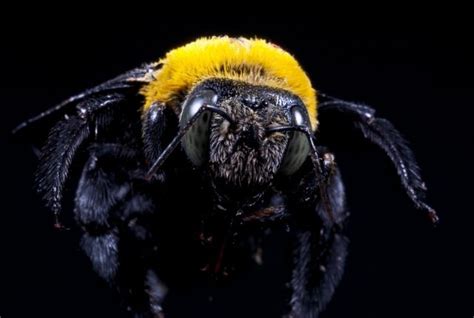 Why you need to plug up carpenter bee holes - Pest Control Burlington