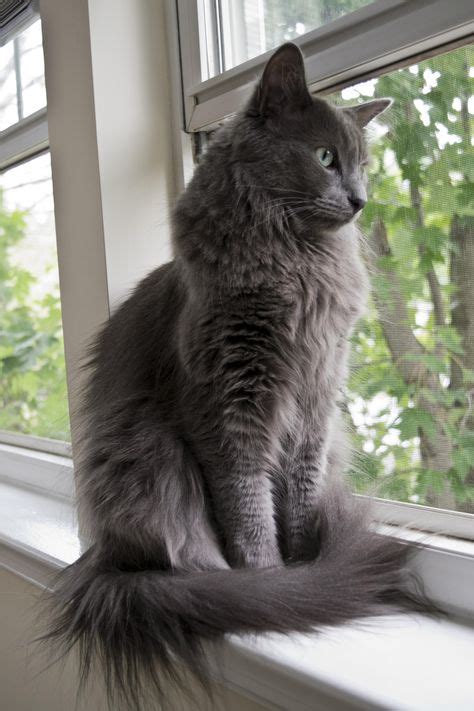 8 NEBELUNG CATS ideas | nebelung cat, nebelung, cats