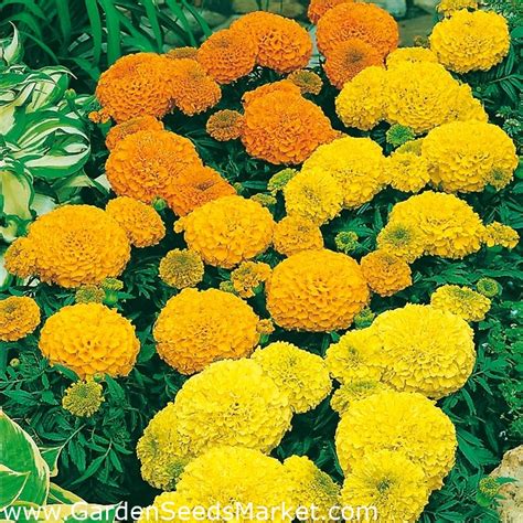 Mexican marigold - dwarf varieties' mix; Aztec marigold - 135 seeds – Garden Seeds Market | Free ...