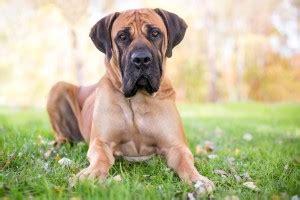 6 Best Boerboel Breeders in California! (2024) - Breeder Best