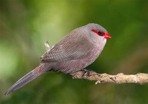 Common waxbill - Alchetron, The Free Social Encyclopedia