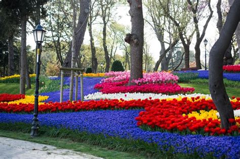 Premium Photo | Tulip garden full of various colors of tulips in spring