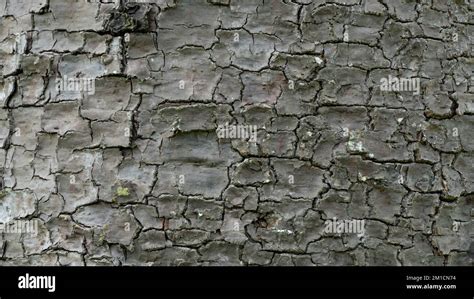 texture of the trunk of the parana pine tree or araucaria, typical tree of the southern region ...