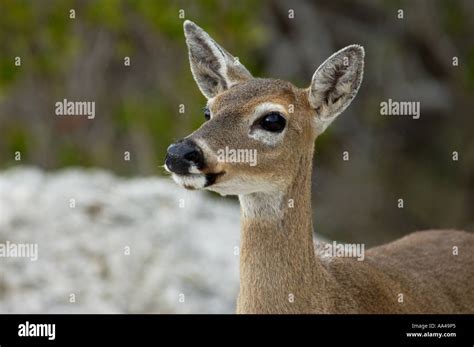 Key deer an endangered species Big Pine Key National Wildlife Refuge Florida. Digital photograph ...