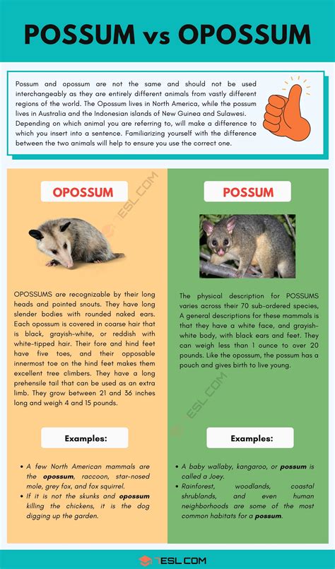 Possum vs. Opossum | The Difference Between a Possum and an Opossum • 7ESL