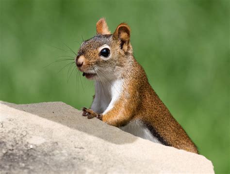 Chipmunk portrait: ChipmunkCards.com Free Greeting Cards and eCards