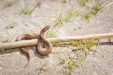 How Far Do Baby Rattlesnakes Travel From Their Den? | Rattlesnake HQ