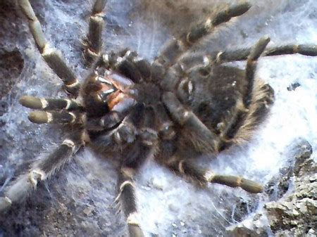 How to Tell if Your Tarantula Is Molting | Tarantula Spider