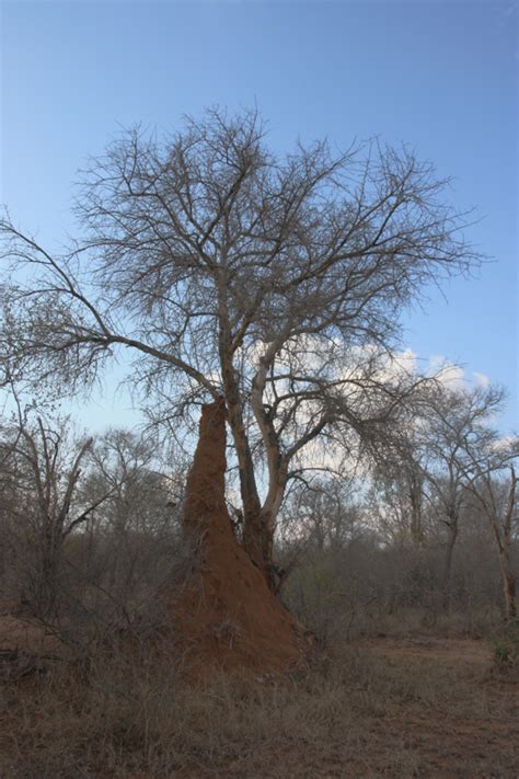 termite-hill-in-karongwe – Larry and June's Adventure