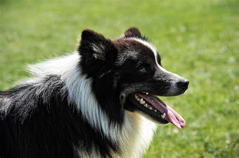 Types Of Sheepdog Breeds