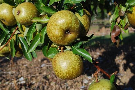 The Book of Pears - Bergamotte Sannier