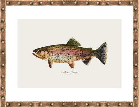 Printable Freshwater Fish Art Prints, Set of 4, Fishing Wall Art, Living Room Décor, Fish ...