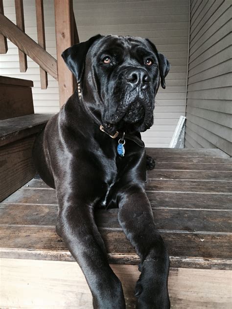 a large black dog laying on top of a wooden step