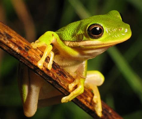 American Green Tree Frog Facts and Pictures