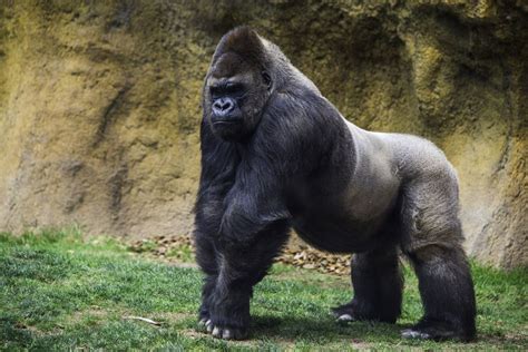 How Much Can A Gorilla Squat?