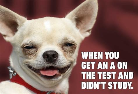 Hilarious Dog Memes You'll Laugh at Every Time | Reader's Digest