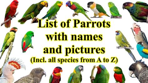 Are Parrots Breeds Or Species? 5 Most Correct Answers - Chambazone.com