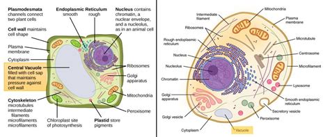 Vacuole definition animal cell