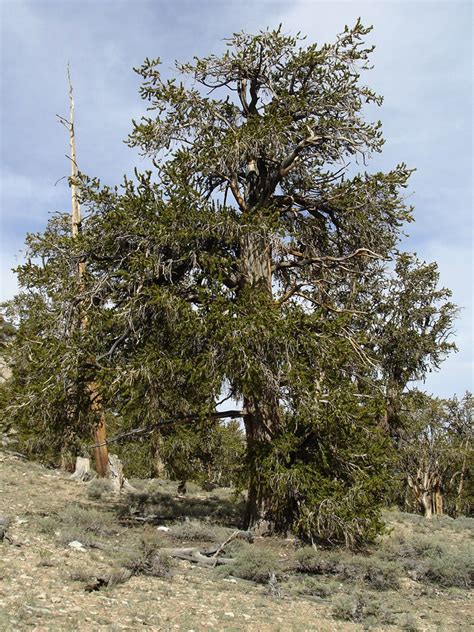 Limber pine: the Ancient Bristlecone Pine Forest, California