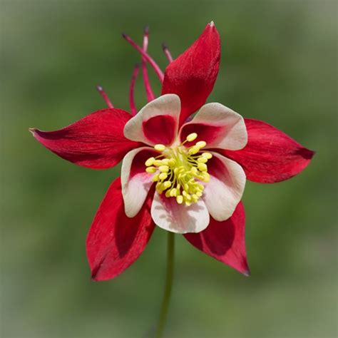 Oriental Columbine Flower Seeds